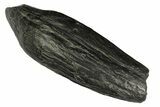 Fossil Sperm Whale (Scaldicetus) Tooth - South Carolina #176150-1